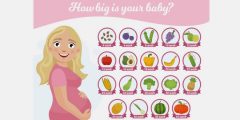 حجم الجنين خلال الحمل